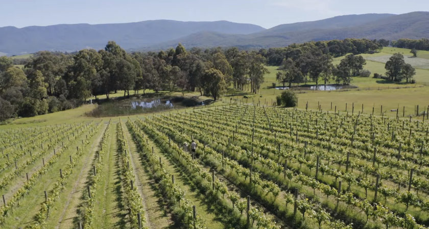 Yarra Valley Winery Tours Business: A Taste of Victoria’s Wine Country